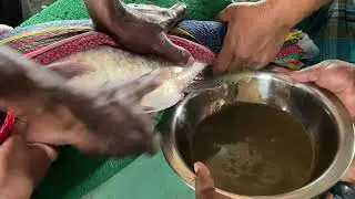 Belly Squeezing Guide for Fish Egg Collection
