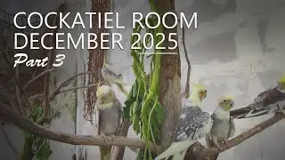 Cockatiel Room: December 2025, Part 3