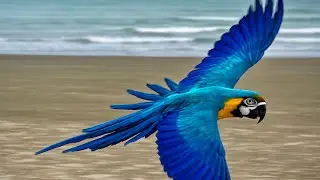 El espectáculo de los guacamayos y loros en la playa de Khao Takiab, Hua Hin (Tailandia)