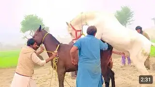 OMG😱 My horse amazing beautiful video meeting||Horse Videos