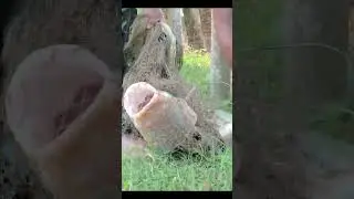 Wow Natural Fishing Big Fish By Smart Village Man #shorts #shortvideo #fishing