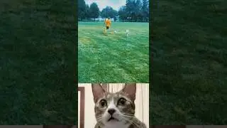 Unexpected Dog Prank on the Field #funny #shorts