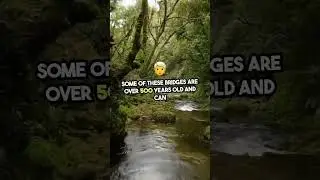 🌿 India&rsquo;s 500-Year-Old Living Root Bridges | Nature&rsquo;s Hidden Wonder 🇮🇳 #trending #facts #mystery