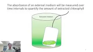 Spectrophotometric Analysis of the Factors Affecting Chlorophyll Extraction Yield From Vegetables