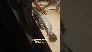 ORIGINAL KOLKATA VETKI FISH FRY CUTTING #youtubeshorts #viral #viralshorts #shorts #trendingshorts 🔥