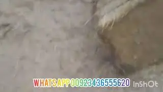 Wheat Straw Bale  2020 | Export Quality 2020 | Animal Feed