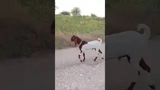 Two goats #goatsinthedesert#goatlovers #goatfarming #ytshorts