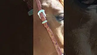 Custom sidepull westernstyle. #bitless #westernriding #oakleaf #sidepull