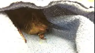 Big Brown Bat eating a Meal Worm