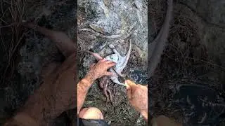 How To Dispatch An Octopus Quickly