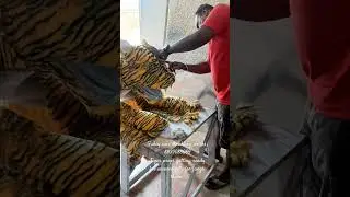 tiger prop getting ready for jungle theme safari for amusements parks..