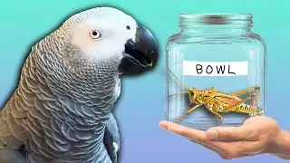 Apollo&rsquo;s New Pet Grasshopper