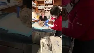 Penn Foster Externship 02 Skill 7: Endotracheal Intubation of a Feline 
