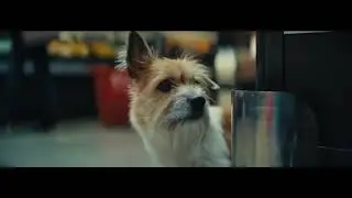 Il Cagnolino 2024 | Conad