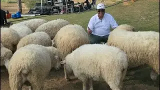 Sheep Farm