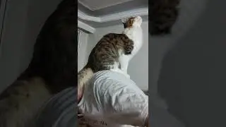 cats reaction to insect
