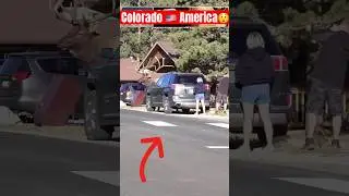 Deer 🦌 On Road In America 🇺🇸😲 #shorts #usa #animals #youtubeshorts
