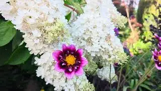 Liquid Desire Dahlia & Peegee Hydrangea
