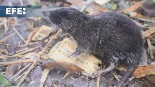 Una expedici&oacute;n descubre 27 especies, entre ellas un rat&oacute;n anfibio, en la Amazon&iacute;a de Per&uacute;