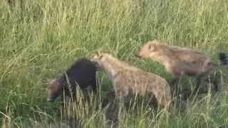 newborn calf attacking by group of hyenas video