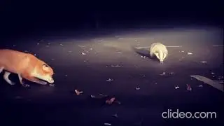 Badger Vs  Fox||Funny Fight Video