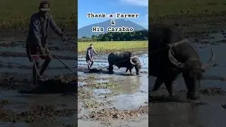 Thank a Farmer & His Carabao - Philippine Farming