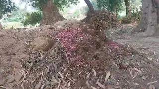 Crow collect in my filed # in english #englishspeaking