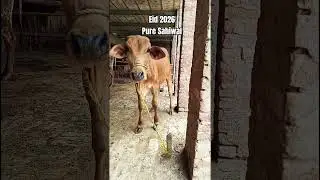 Eid 2026, Planning, #cow #cattleworld #animals #bullfarm #eid2026 #eidspecial #growthmindset #shorts