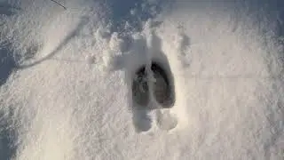Perfect moose tracks!