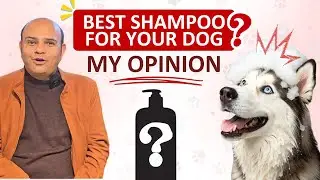 Best Shampoo For Your Dog❓ My Opinion - By Baadal Bhandaari