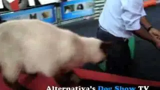 Cat Agility