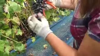 Vineyard Egchel