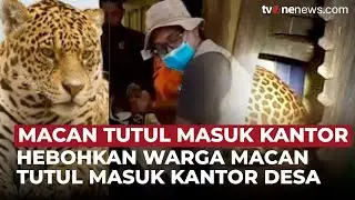 Kehadiran Macan Tutul di Kantor Desa Gegerkan Warga Sekitar | OneNews Update