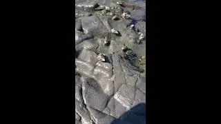 Animal Life at Hashiguiiwa Rocks
