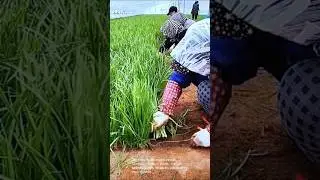 Chive harvest: workers collect and bundle fresh chives