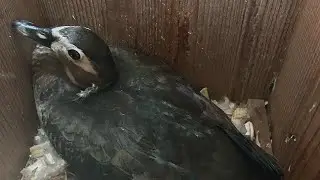 In The Nest 05/19/2025 AM @nativebirdboxesinc.6354