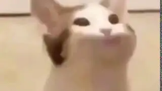 Pop cat disappears