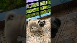 Its Rainy day | Pug Videos