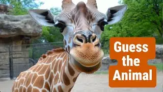 Guess the Zoo Animal | Fun Guessing Game for Kids | 19 Amazing Animals