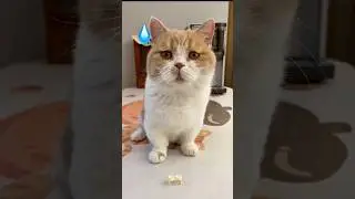 Kucing gembul sedih dikasih makan kecil banget 😿🤣 #kucing #kucinglucu #catshorts
