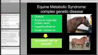Advances in Equine Genetics