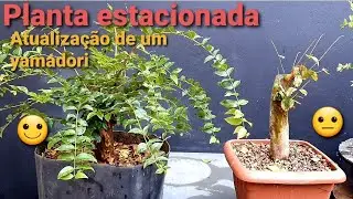 Jaboticabeira não quer brotar...