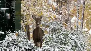 Deer in snow beech mtn fall of the year