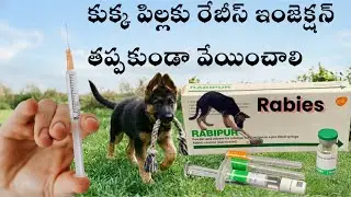 మా కుక్క పిల్లకి రేబీస్ ఇంజెక్షన్ 🐶 | Pet Care Telugu #germanshepherd #dogs #dog #pets #petcare  