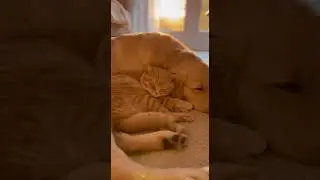 Fat Cat ASMR | Cat Uses Dog as Pillow... Dog's Reaction Will Melt You 🥺#GoldenRetriever #catanddog