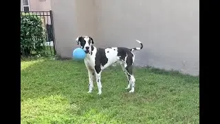 Amazing Great Dane's Last Run With His Jolly Ball - RIP Mikey