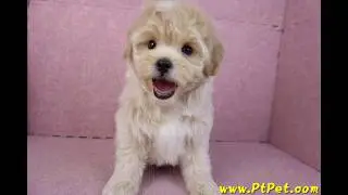 11/23 馬爾泰迪 Maltipoo -公幼犬2號-日新犬舍