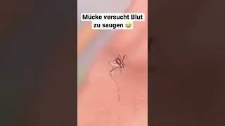 #shorts #m&uuml;cke #lustig