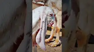 Rajanpuri  /Mix  white Goates /Desi Bakrian rajanpuri cross nasal ki /Chohta Bacha kitna piara Hy