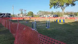 Royal AKC Agility Ocala January 2026